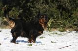 CAVALIER KING CHARLES 504